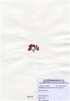 藏品(唇孢藻)的圖片